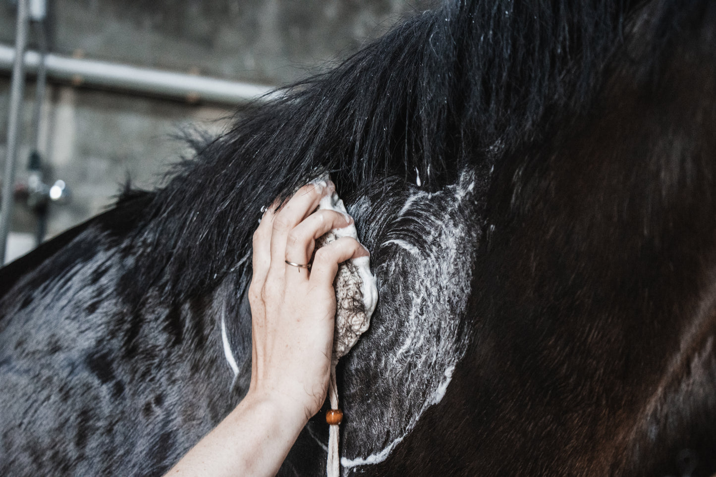 Horse Soap Paardenshampoo Bars - Luxe, natuurlijke verzorging voor je paard. * Premium
* 100% natuurlijke paardenshampoo * Diervriendelijk * Plasticvrij * Handgemaakt in een sociale werkplaats * Nederlands product!